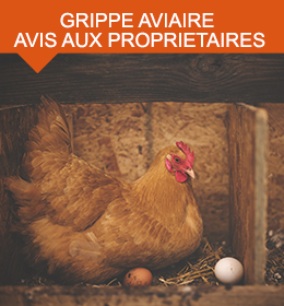 grippe-aviaire