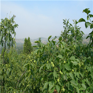 核桃树种植基地