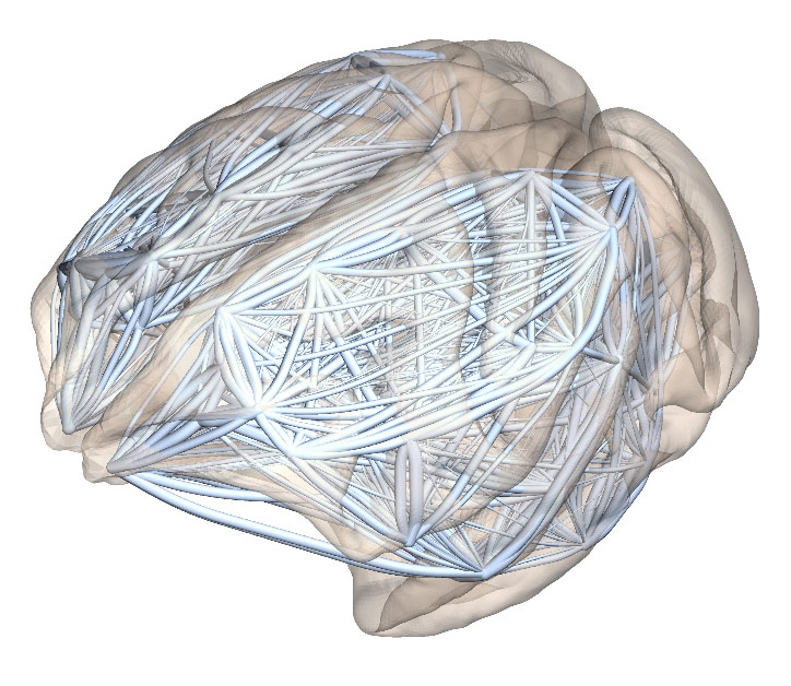 Anatomical connectivity of the macaque brain (artistic visualization based on real data).