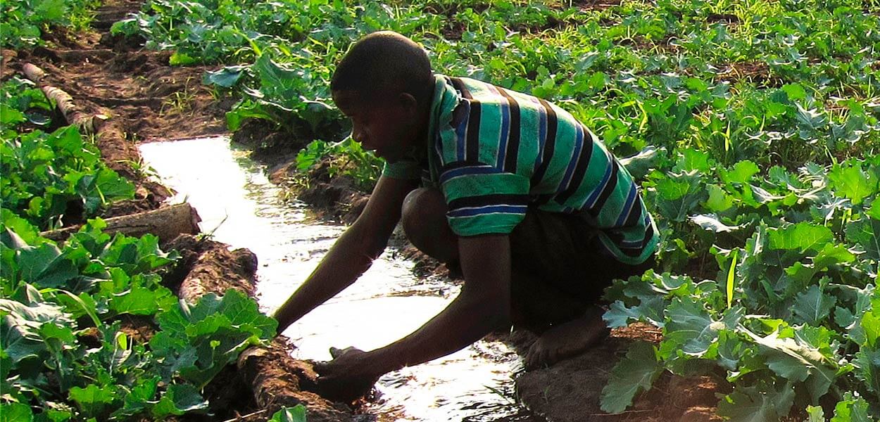 Man in field farming plants