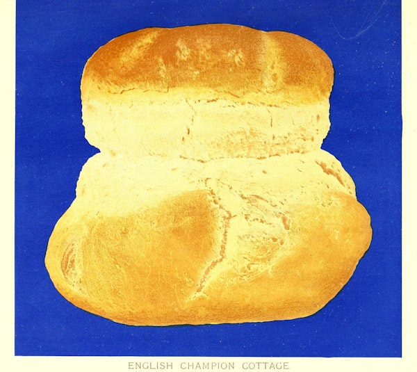 Illustration of bread