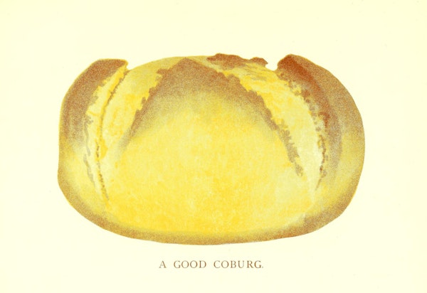 Illustration of bread