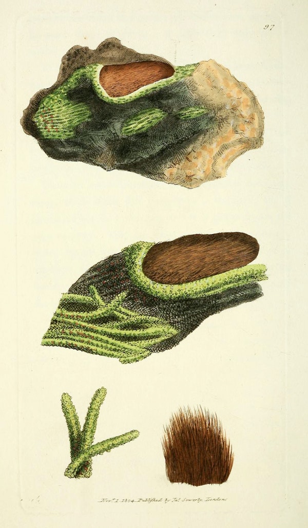 Illustration of minerals by Sowerby