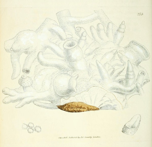 Illustration of minerals by Sowerby