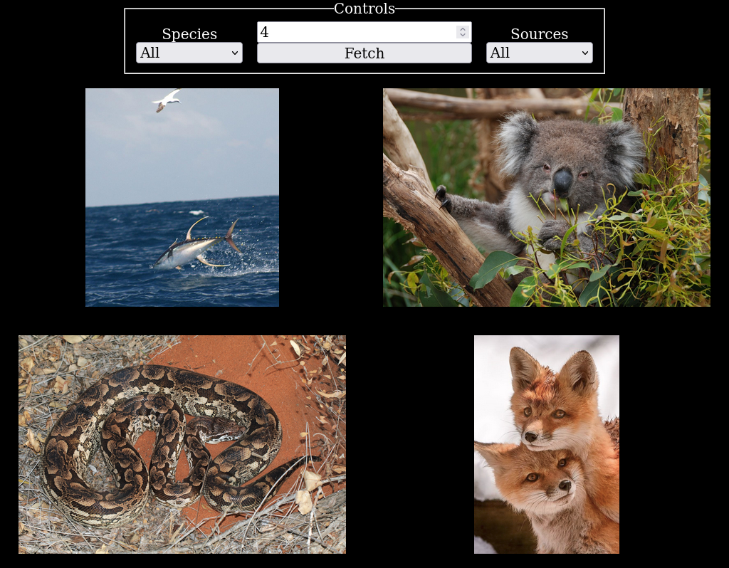 Four random animal images; fish, koala, snake, and two foxes