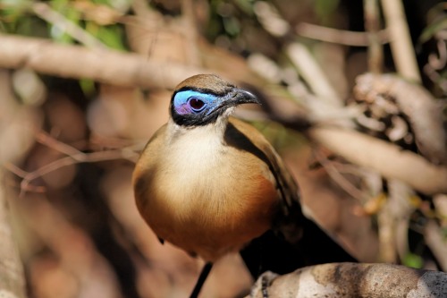 File:Giant Coua.jpg