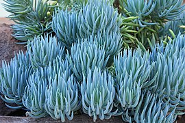 Senecio mandraliscae (Blue Chalksticks)