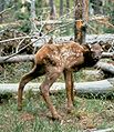 Elk fawn