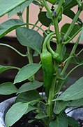 Anaheim Pepper (Capsicum annuum 'Anaheim')