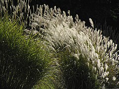 Miscanthus sinensis (Chinese Silvergrass, Maiden Silvergrass)