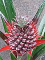 Protted Ananas comosus