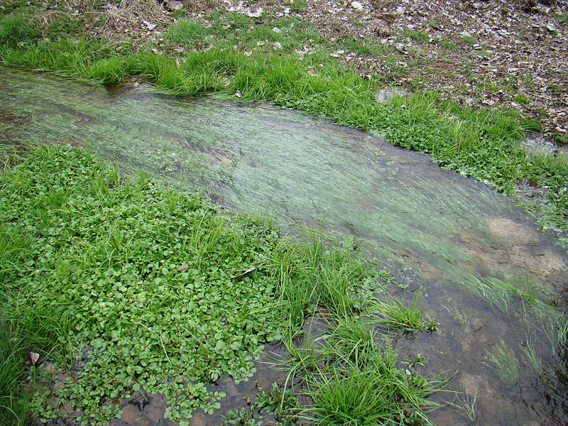 File:Fuentesoto arroyo la Redonda hierbas ni.JPG