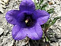 Campanula alpestris flower