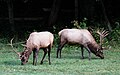 North Carolina Elk