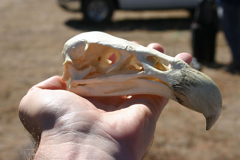 File:Calif condor skull.jpg