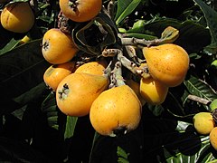 Loquats (Eriobotrya japonica)