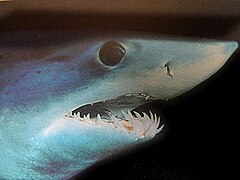 Close up of mako shark head.jpg