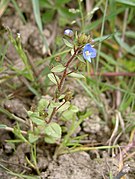 Veronica acinifolia