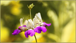 Collinsia heterophylla (Purple Chinese Houses)