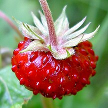 Woodland strawberry