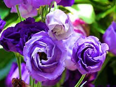 Eustoma (Lisianthus)