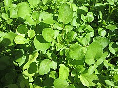 Watercress (Nasturtium officinale)