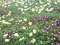 Flowering meadows of Daisetsu-zan　初夏の大雪山のお花畑、黄色はチングルマ、赤はエゾノツガザクラの花