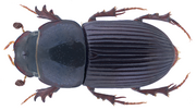 Thumbnail for File:Pharaphodius impurus Roth, 1851.png