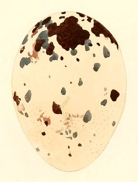 File:Coragyps atratus egg 1847.jpg