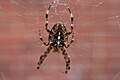 Cross spider in her net