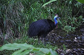 Cassowary 1.jpg