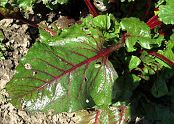 edible leaves