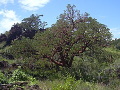 Erythrina (Coral Tree)