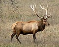 Bull elk Rocky Mountains subspecies nelsoni