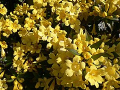 Gelsemium sempervirens (Carolina Jessamine)