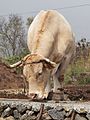 Bad husbandry of Canary Island cattle.