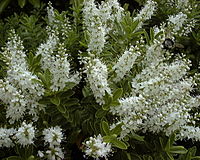 Veronica rakaiensis (Hebe rakaiensis)