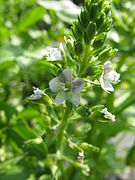 Veronica undulata