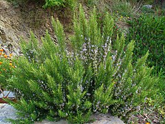 Rosemary (Rosmarinus officinalis)