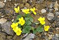 Viola crassa Makino subsp. borealis Hid.Takah タカネスミレ