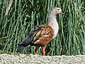 Sylvan Heights Waterfowl Park