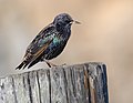 33 European starling at Bodega Head-1209 uploaded by Frank Schulenburg, nominated by Frank Schulenburg,  23,  0,  0