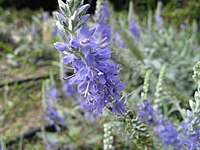 Veronica ornata