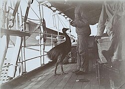 A cassowary on board of the expedition ship 'Zeemeeuw' - Collectie stichting Nationaal Museum van Wereldculturen - TM-60010085.jpg