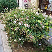 Abelia