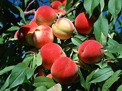 Peaches (Prunus persica) only some varieties