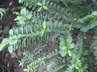 Veronica odora (Hebe odora)