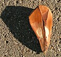 Sterile basal scale from a seed cone