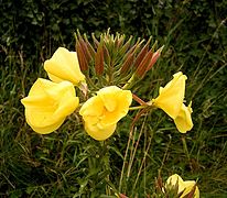 Oenothera glazioviana (Sundrops, Redsepal Evening Primrose)