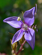 Veronica perfoliata